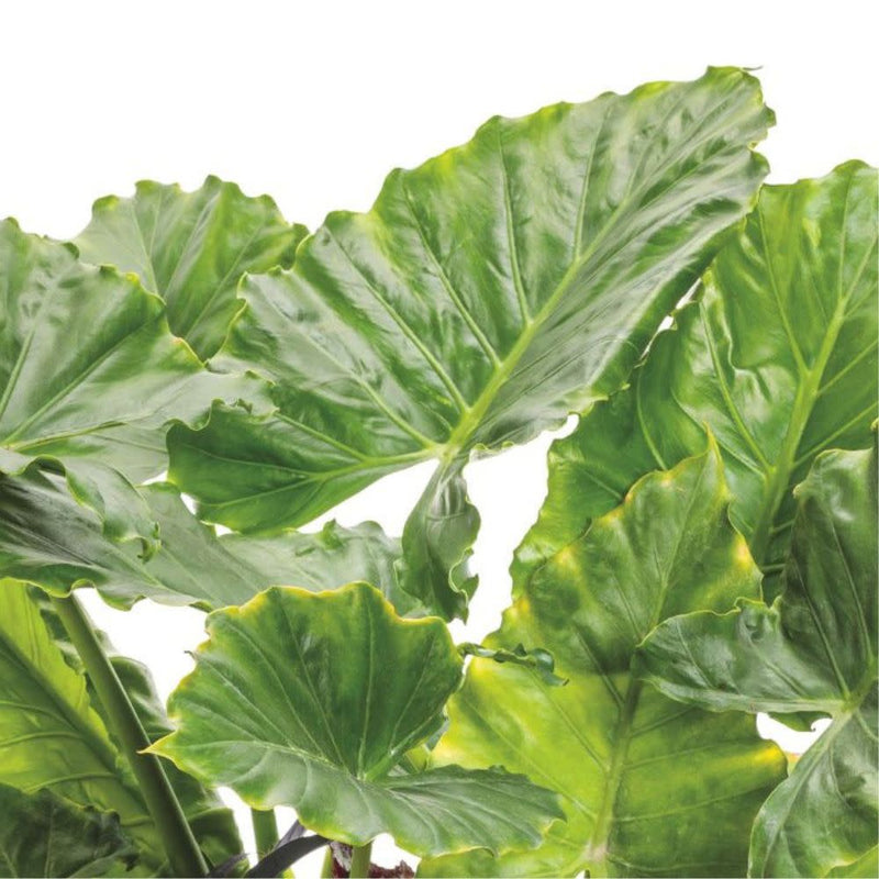 Emerald Isle™ Elephant Ears (Alocasia hybrid) | Proven Winners® New Variety 2025