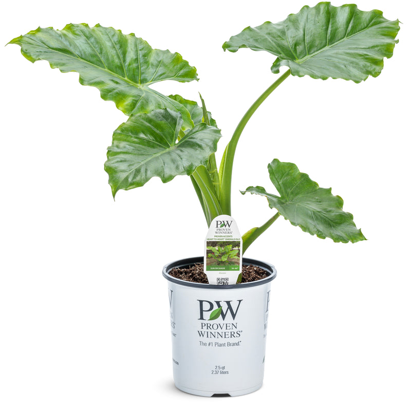 Emerald Isle™ Elephant Ears (Alocasia hybrid) | Proven Winners® New Variety 2025