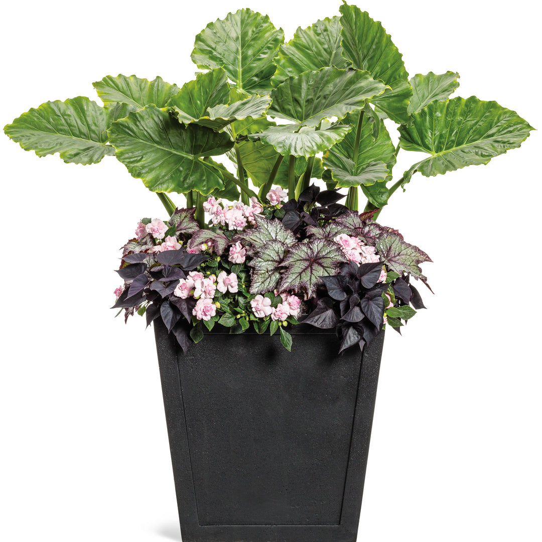 mixed plant arrangement with elephant ears Elephant Ear | Royale Emerald Isle™