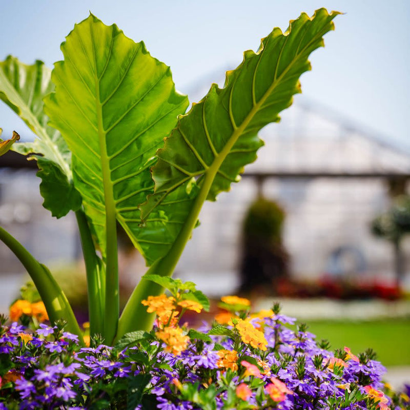 Emerald Isle™ Elephant Ears (Alocasia hybrid) | Proven Winners® New Variety 2025