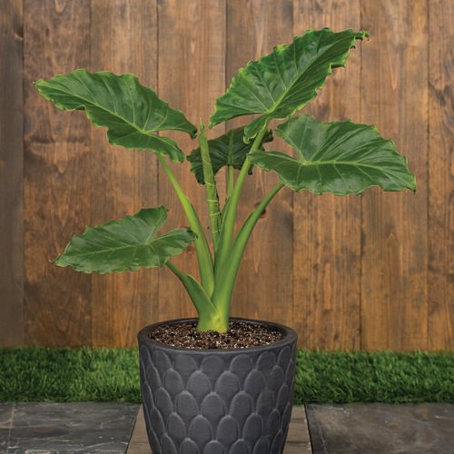 split elephant ear plants Elephant Ear | Emerald Isle™