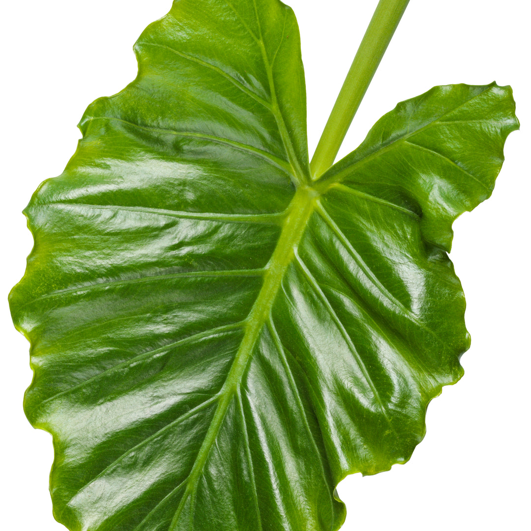 polar green elephant ear plant Elephant Ear | Emerald Isle™