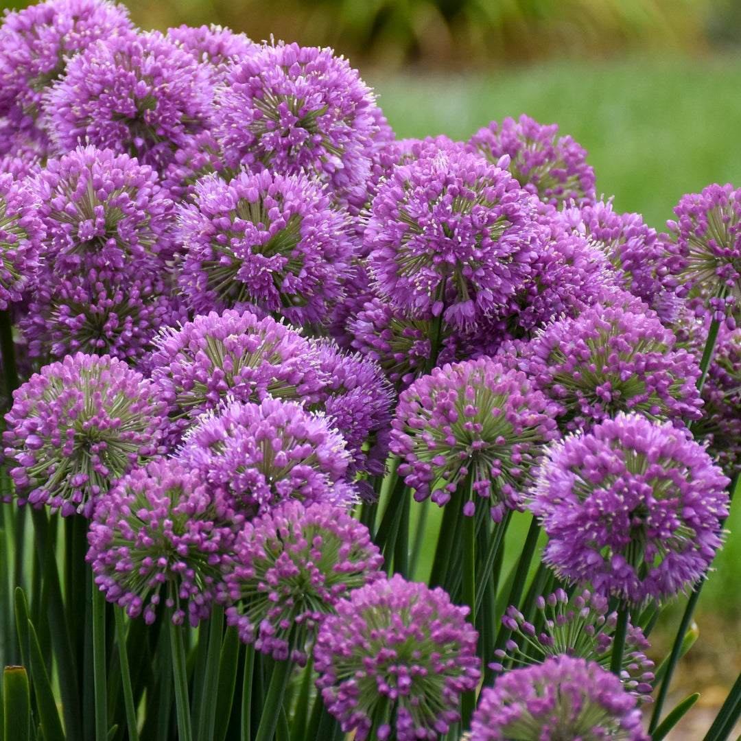 Ornamental Onion | 'Serendipity' | Proven Winners® Perennials