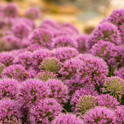 'Serendipity' Ornamental Onion (Allium hybrid)