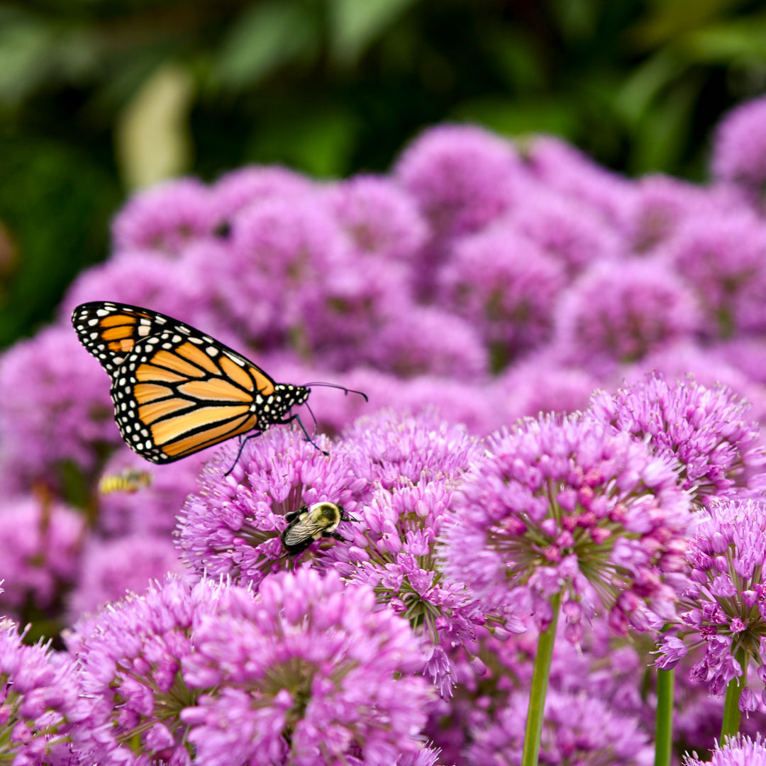 Ornamental Onion | 'Serendipity' | Proven Winners® Perennials