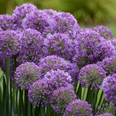 'Serendipity' Ornamental Onion in focus.