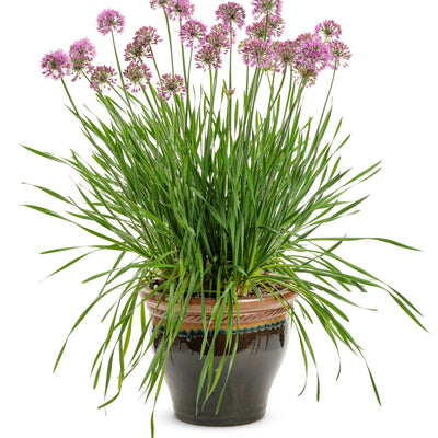 'Serendipity' Ornamental Onion (Allium hybrid)