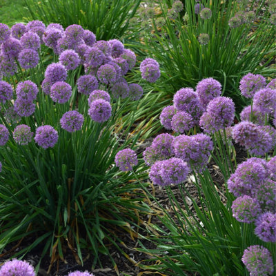 'Serendipity' Ornamental Onion (Allium hybrid)