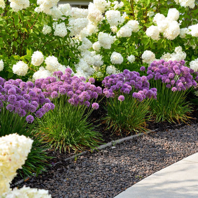 'Serendipity' Ornamental Onion (Allium hybrid)