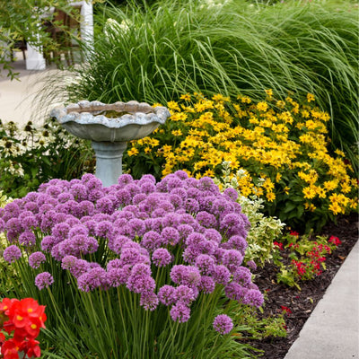 'Serendipity' Ornamental Onion (Allium hybrid)