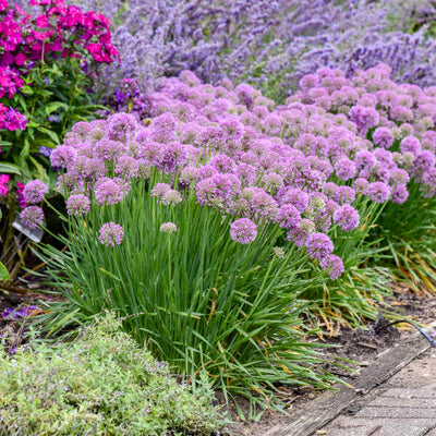 'Serendipity' Ornamental Onion (Allium hybrid)