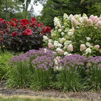 'Serendipity' Ornamental Onion in use.