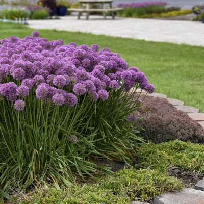 'Serendipity' Ornamental Onion in use.