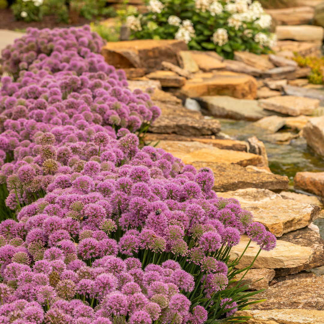 Ornamental Onion | 'Serendipity' | Proven Winners® Perennials