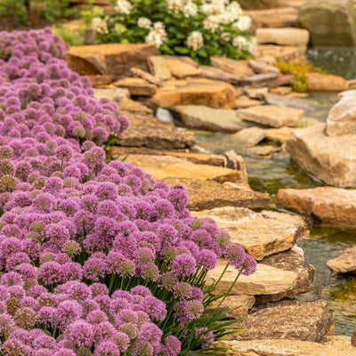 'Serendipity' Ornamental Onion (Allium hybrid)