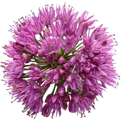 'Serendipity' Ornamental Onion (Allium hybrid)