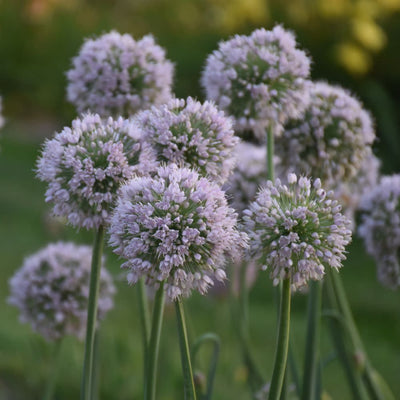 'Bobblehead' Ornamental Onion (Allium hybrid)