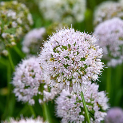 'Bobblehead' Ornamental Onion (Allium hybrid)