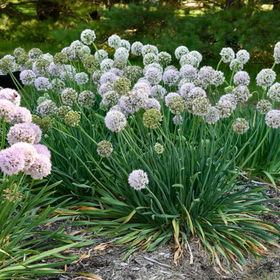 'Bobblehead' Ornamental Onion (Allium hybrid)