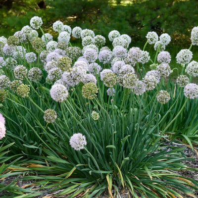 'Bobblehead' Ornamental Onion (Allium hybrid)
