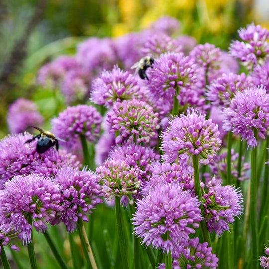 'All the Buzz' Ornamental Onion (Allium hybrid) | Proven Winners® New Variety 2027