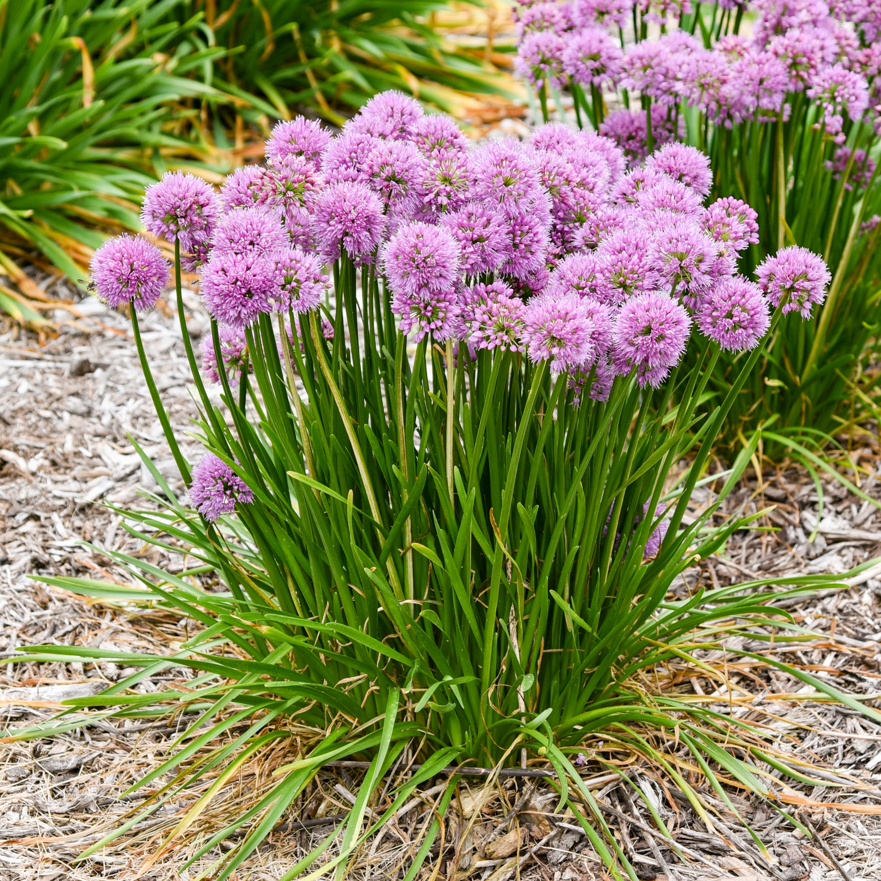Ornamental Onion | 'All the Buzz' | Proven Winners® Perennials