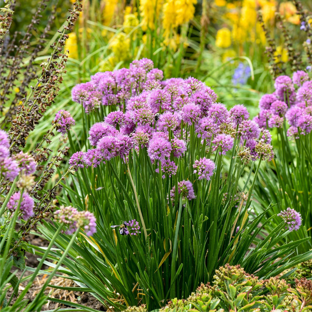 Ornamental Onion | 'All the Buzz'