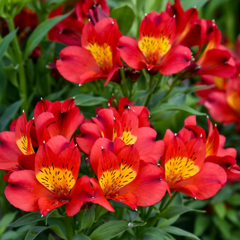 Summer Heat Peruvian Lily (Alstroemeria hybrid) | Proven Winners® New Variety 2025