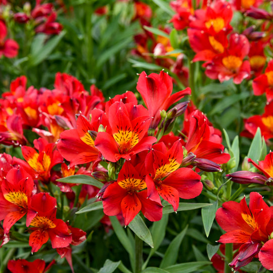 Summer Heat Peruvian Lily (Alstroemeria hybrid)