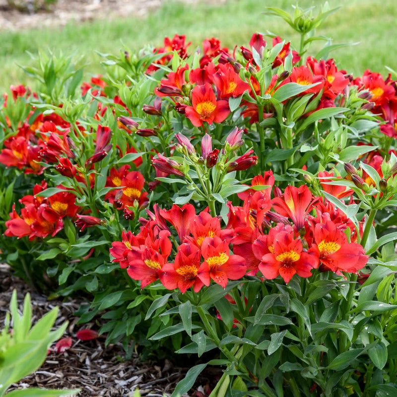 Summer Heat Peruvian Lily (Alstroemeria hybrid) | Proven Winners® New Variety 2025