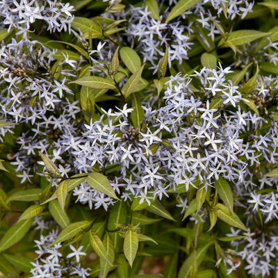 'Storm Cloud' Bluestar (Amsonia tabernaemontana)