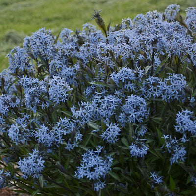 'Storm Cloud' Bluestar (Amsonia tabernaemontana)