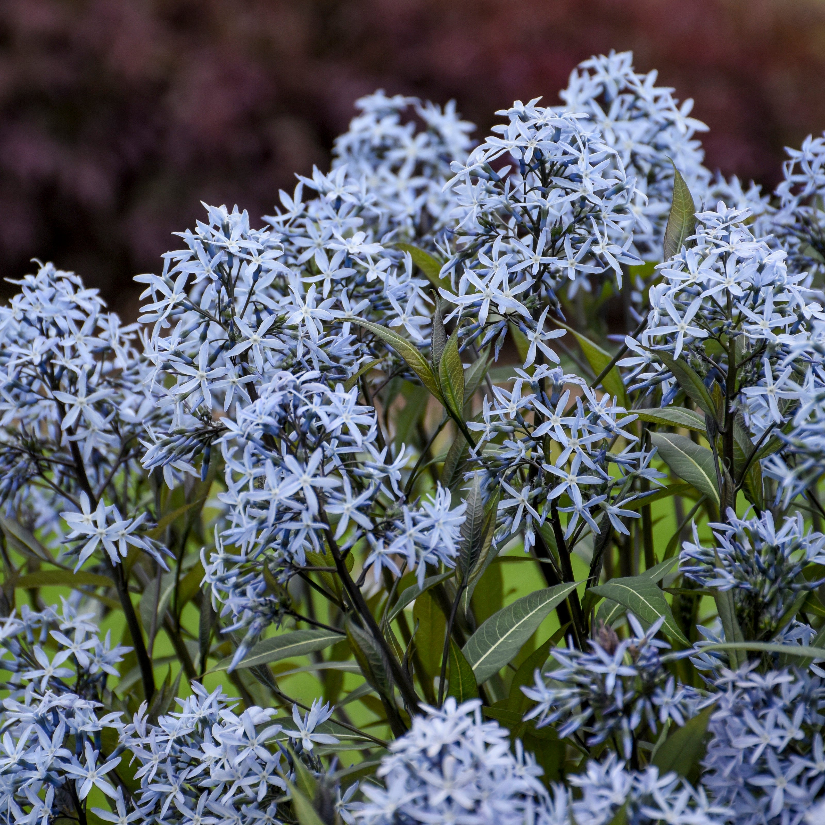 Bluestar | 'Storm Cloud' | Proven Winners® Perennials – Proven
