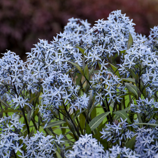 'Storm Cloud' Bluestar (Amsonia tabernaemontana)
