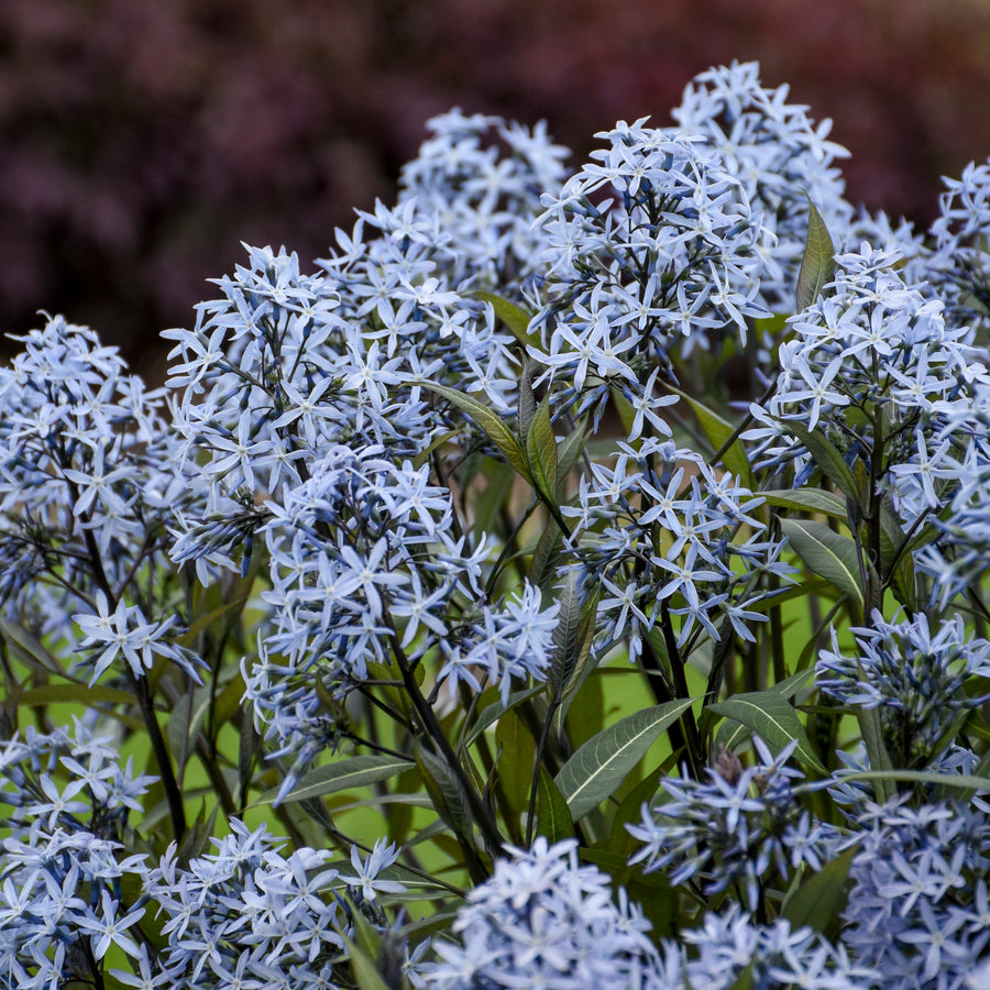 AMSPWP101-Closeup_900x.jpg?v=