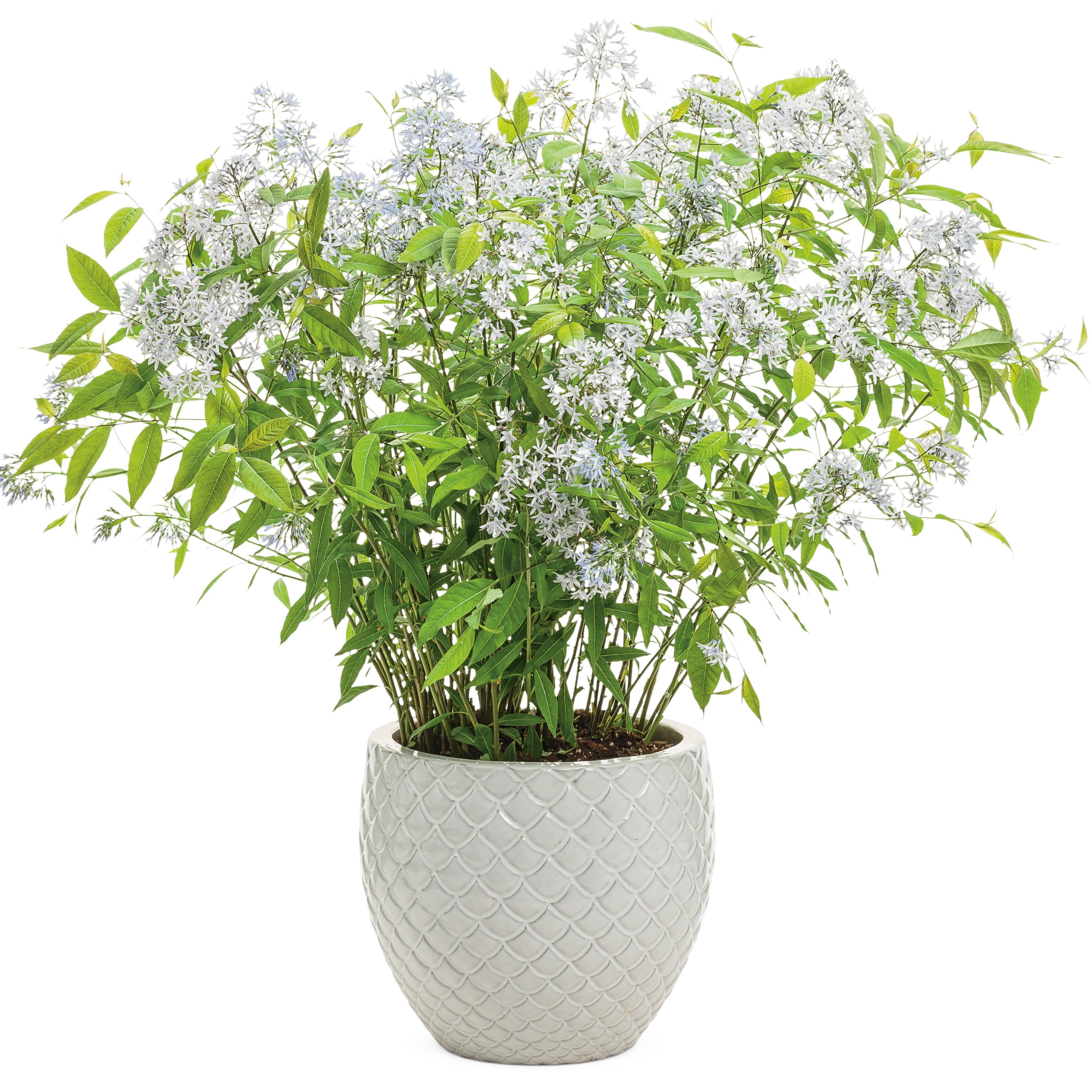 Bluestar | 'Storm Cloud' | Proven Winners® Perennials – Proven