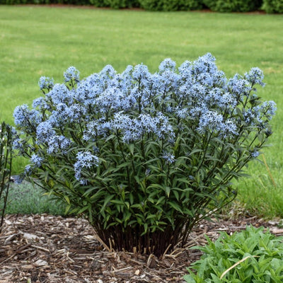 'Storm Cloud' Bluestar in focus.