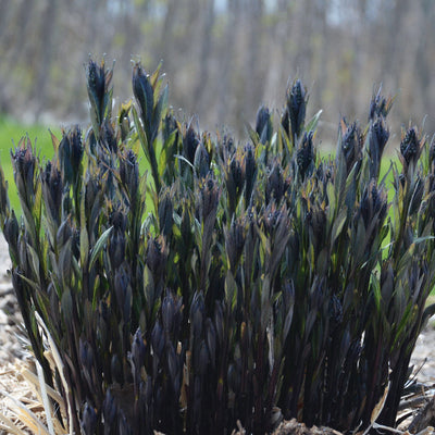 'Storm Cloud' Bluestar (Amsonia tabernaemontana)