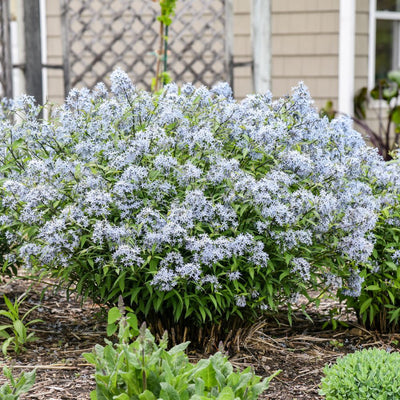 'Storm Cloud' Bluestar (Amsonia tabernaemontana)