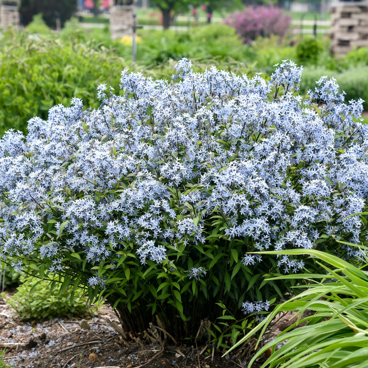Bluestar | 'Storm Cloud' | Proven Winners® Perennials – Proven