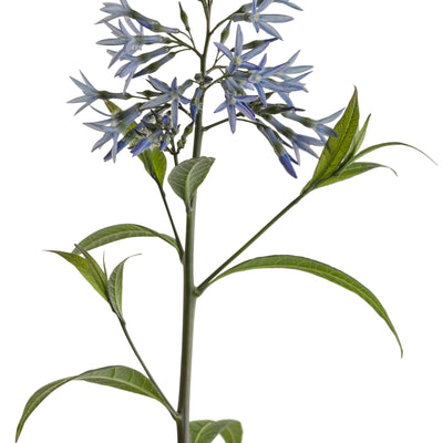 'Storm Cloud' Bluestar (Amsonia tabernaemontana)