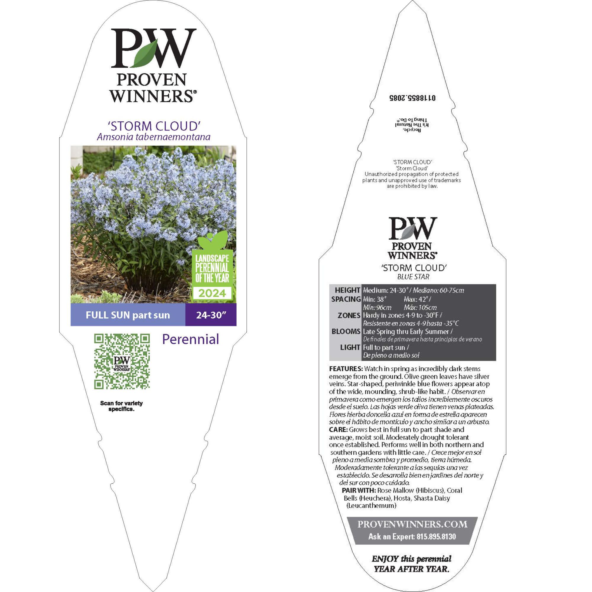 Bluestar | 'Storm Cloud' | Proven Winners® Perennials – Proven