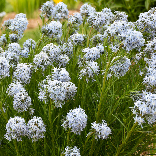'String Theory' Bluestar (Amsonia hybrid)