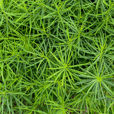 'String Theory' Bluestar (Amsonia hybrid)