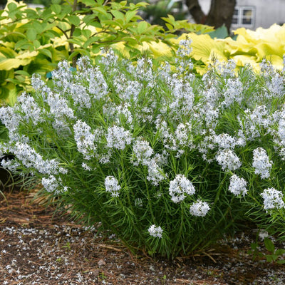 'String Theory' Bluestar (Amsonia hybrid)