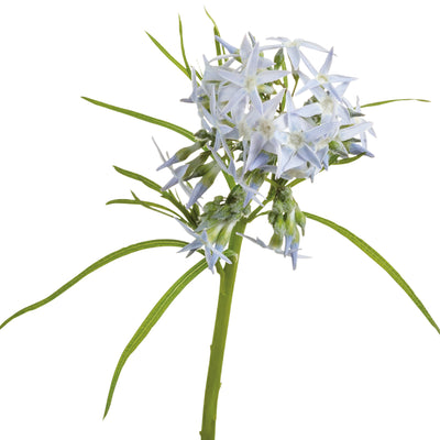 'String Theory' Bluestar (Amsonia hybrid)