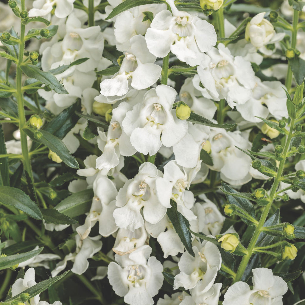 Summer Snapdragon | Angelface® White | Proven Winners® Annuals