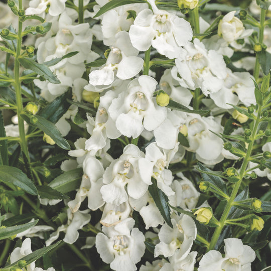Angelface® White Summer Snapdragon (Angelonia)