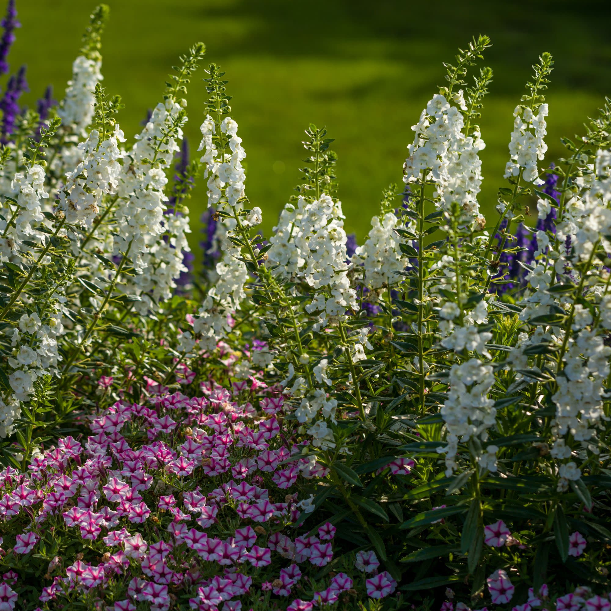 ホワイトフラワー 様Panasonic Summer Snapdragon | Angelface® White | Proven Winners® Annuals