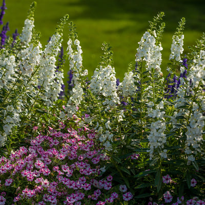 Angelface® White Summer Snapdragon (Angelonia)